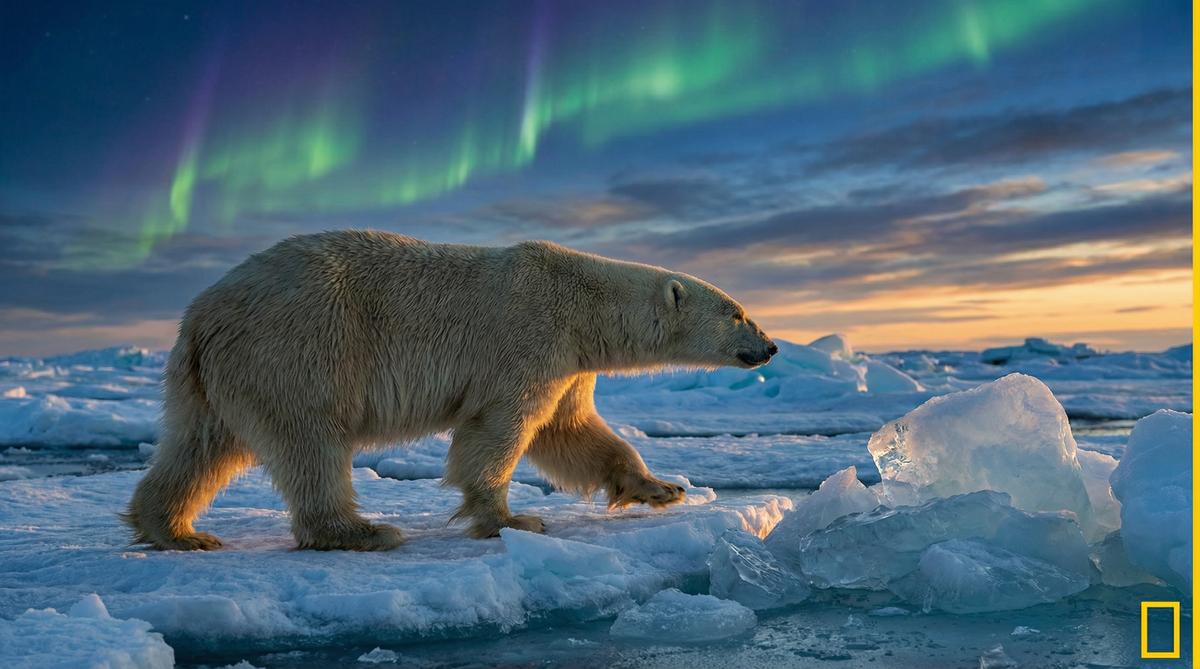 探花北极熊视频